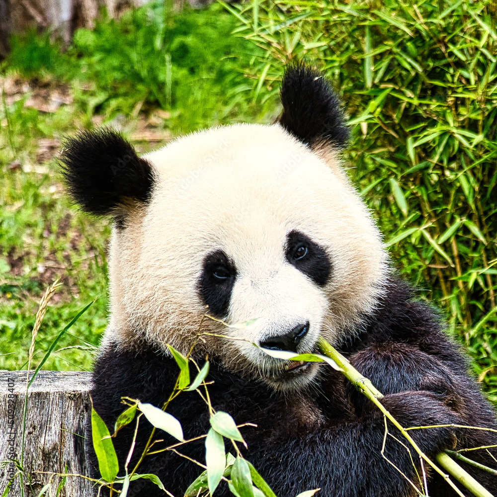 Fototapeta premium big panda sitting eating bamboo. Endangered species. Black and white mammal