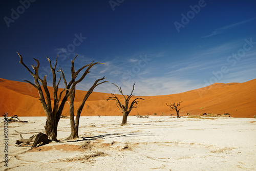 Deadvlei Namibia surreal landscape of dead trees