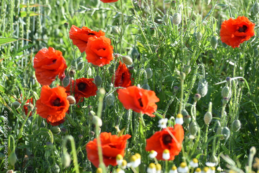 Obraz premium Coquelicots champ de blé