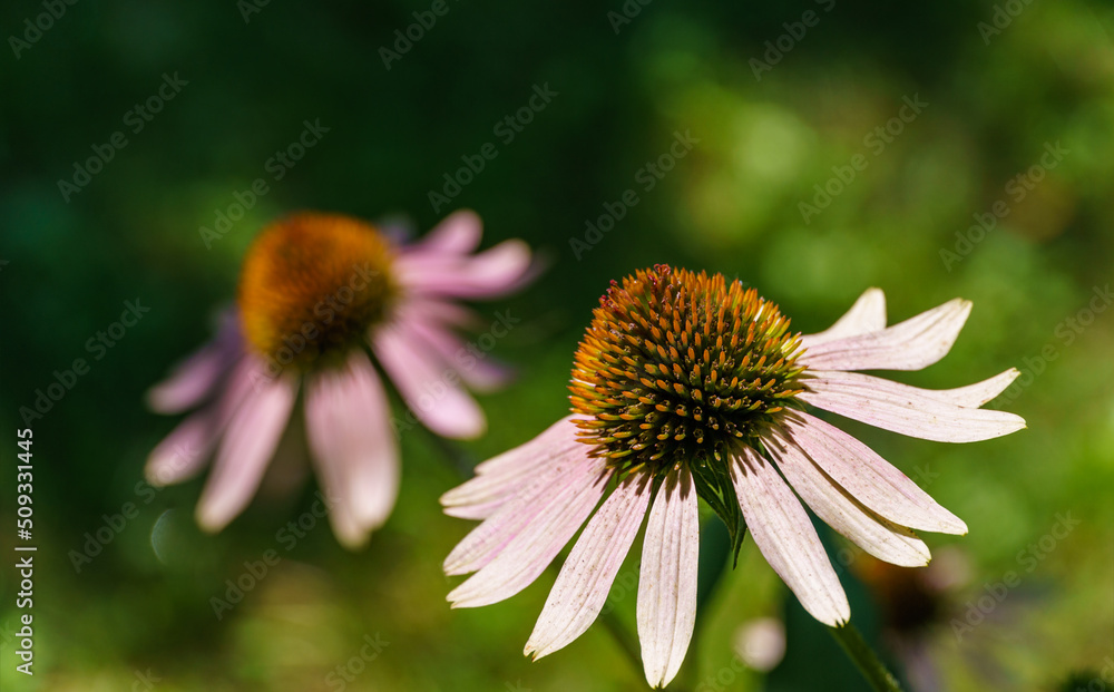 Close-up of purple flowers of Echinacea purpurea on the background of the greenery garden. Nature concept for design Close-up of purple flowers of Echinacea purpurea on the background of the greenery garden. Nature concept for design