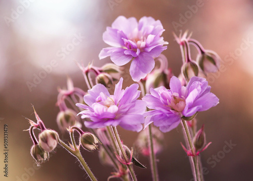 Kwiaty Bodziszka