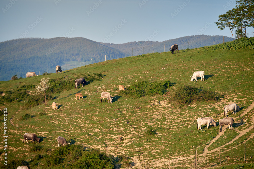 Obraz premium Maremmana cows in the field in Tuscany