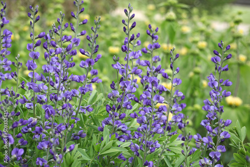 Baptisia australis  commonly known as blue wild indigo in flower.