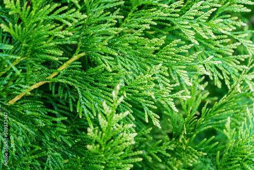 Close-up of green texture with white of Thuja plicata 'Winter Pink' western red cedar or Pacific red cedar, giant arborvitae or western arborvitae, giant cedar. Nature concept for design photo