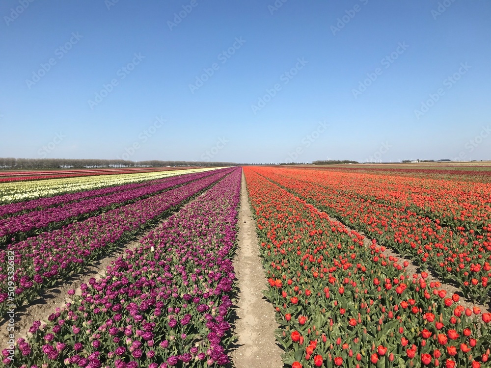 tulp field in early spring in the Netherlands