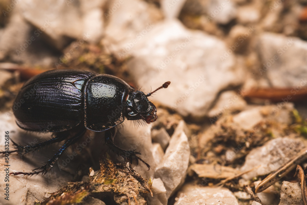 A macro shot of a black wood dung beetle A macro shot of a black wood dung beetle