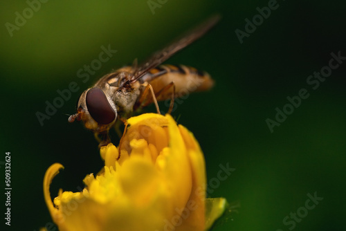 Wallpaper Mural A bee collects pollen on a yellow flower. Torontodigital.ca