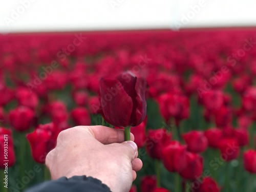 red tulp in a hand photo