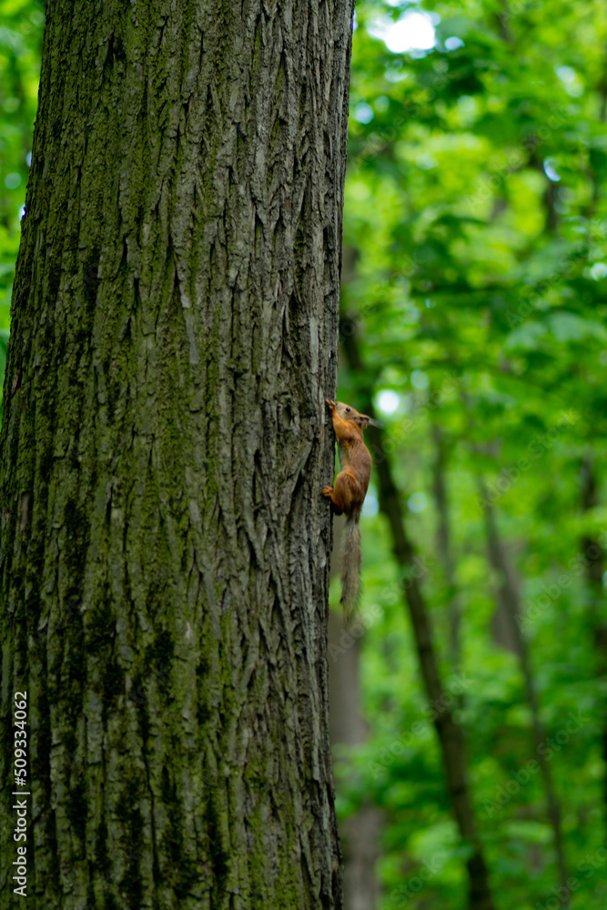 Squirrel nature bushy animal cute red tail wildlife vertebrate rodent, for sciurus vulgaris for wild and white aware, nobody cut. One alert summer, portrait Squirrel nature bushy animal cute red tail wildlife vertebrate rodent, for sciurus vulgaris for wild and white aware, nobody cut. One alert summer, portrait