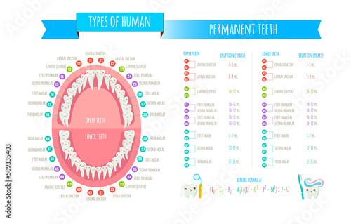 Obraz na plátne Human dental numbering system infographic.