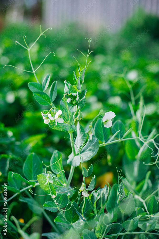 Obraz premium Green pea sprouts. Green peas in the field. Close-up of leaves and flowers. Agricultural industry. An organic product.