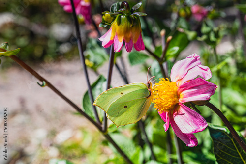 Closeup of Gonepteryx rhamni Brimstones butterfly. Yellow butterfly detail collecting nectar from flowers shows the role insects (pollinator) play in pollination or plant breeding as natural fertilzer photo