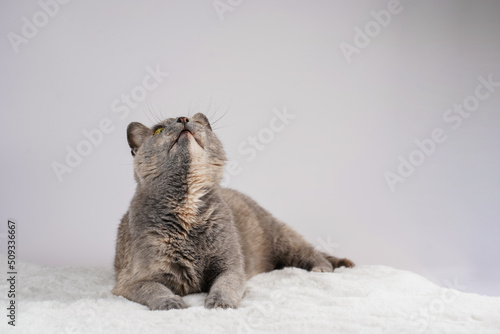 Adult european short hair cat blue tortie laying on a white faux fur rug and looking curiously above the camera, space for text