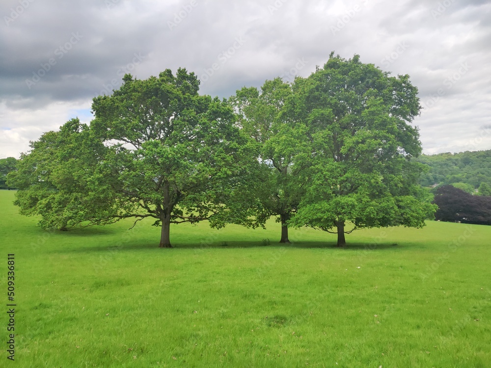 nature, park, flower, green, sky, summer, spring, tree, flora, beauty, beautiful nature, park, flower, green, sky, summer, spring, tree, flora, beauty, beautiful