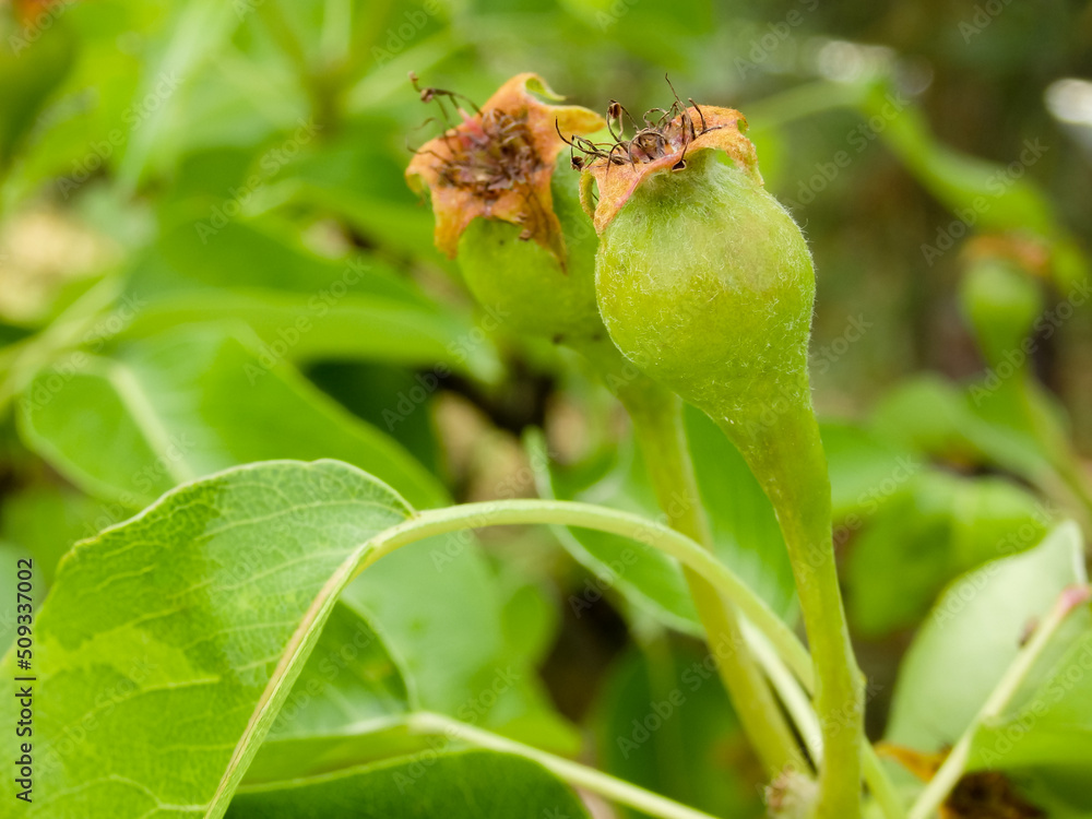 Small green pears on a branch in the garden in spring after flowering. Young fruit pears in garden Small green pears on a branch in the garden in spring after flowering. Young fruit pears in garden