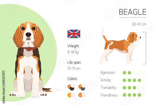 Beagle. Dog Breed characteristics. Information. Vector design template.