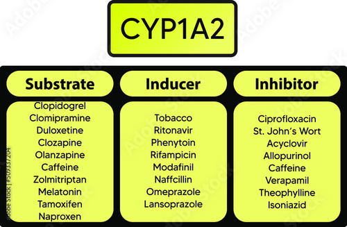 CYP1A2 Cytochrome p450 enzyme pharmaceutical substrates, inhibitors and inducers examples, for pharmacology, medicine, biochemistry education. photo