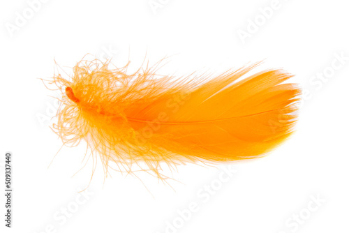 Elegant bird feather colorful isolated on the white background