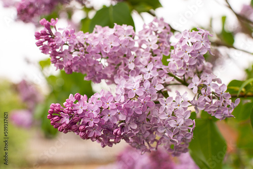 Branches with pink lilacs on a bush near the house, spring flowers