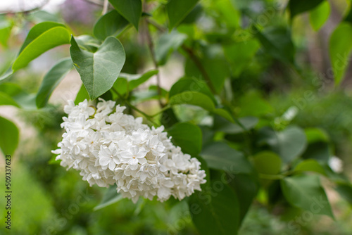 Branches with white lilacs on a bush near the house, spring flowers