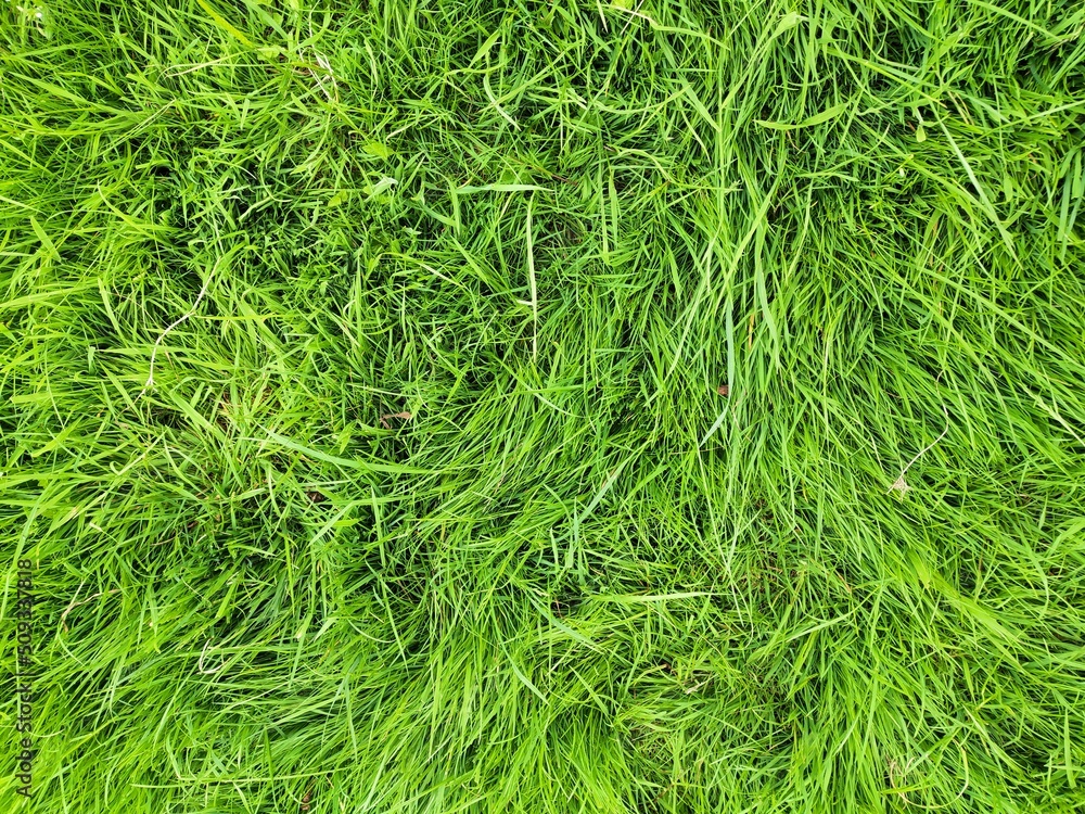 nature, park, flower, green, sky, summer, spring, tree, flora, beauty, beautiful nature, park, flower, green, sky, summer, spring, tree, flora, beauty, beautiful