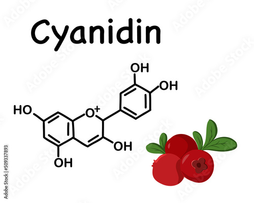 Cyanidin is a natural organic compound, a special type of anthocyanidin. Cranberries, wild berry.  Chemical structure of anthocyanin (C15H11O6). Vector illustration