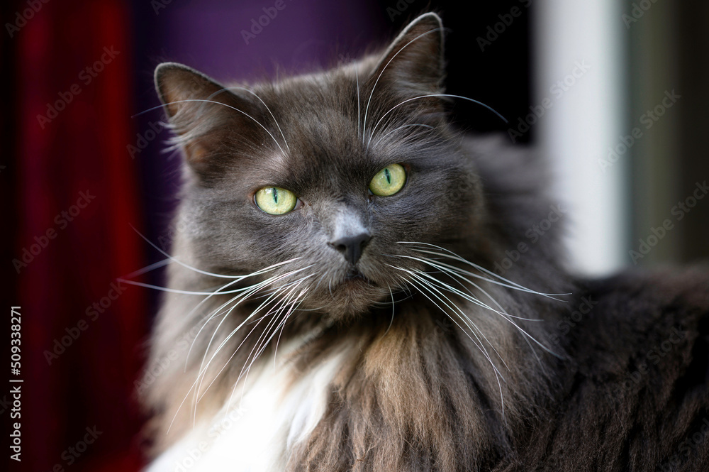 Portrait of a Maine-Coon-Mix Cat against blurred background