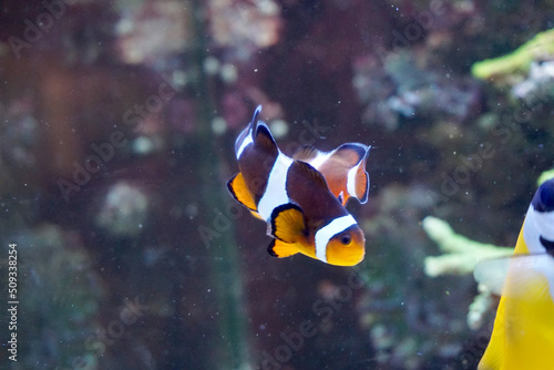 Canvastavla Two anemone fish swimming in aquarium
