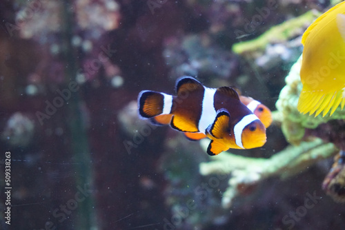 Fotografiet Two anemone fish swimming in aquarium