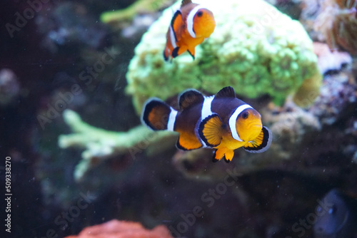Two anemone fish swimming in aquarium