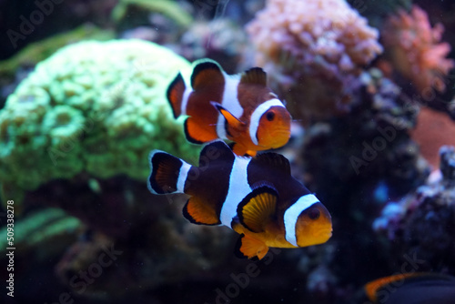 Foto Two anemone fish swimming in aquarium