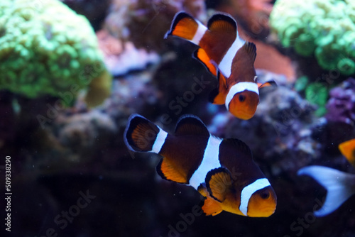 Fotobehang Two anemone fish swimming in aquarium