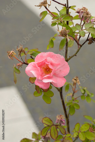 Blooming pink rose, city square background