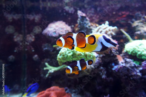 Two anemone fish swimming in aquarium