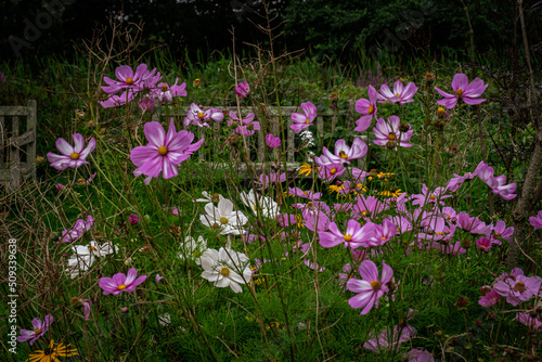 Pink and white flowers on grass background with bench