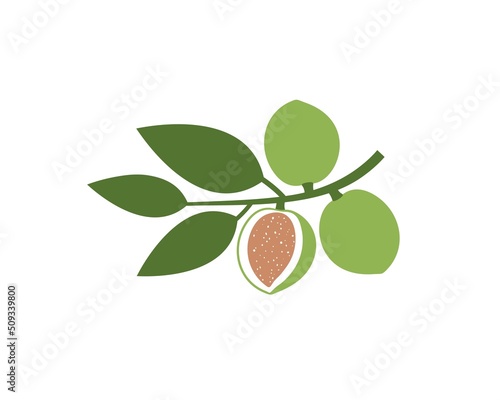 Almond logo. Isolated almond on white background