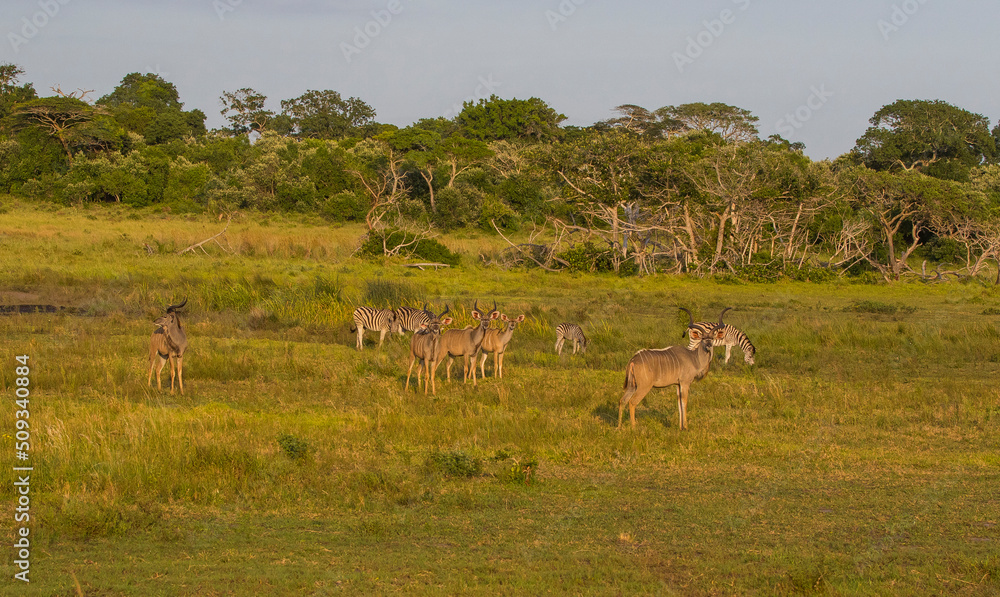 Group of kudu walks in iSimangaliso Wetland Park with zebras in the savannah landscape. South Africa game drive safari. Group of kudu walks in iSimangaliso Wetland Park with zebras in the savannah landscape. South Africa game drive safari.