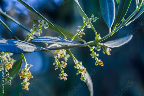 The flowers of the olive tree are small, and are grouped in clusters, they have a whitish color and a yellow center