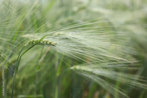 ear of wheat in the field