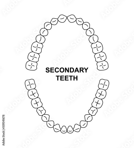 Secondary teeth dentition anatomy. Adult human upper and lower jaw. Adult tooth arrival chart. Permanent teeth silhouette
