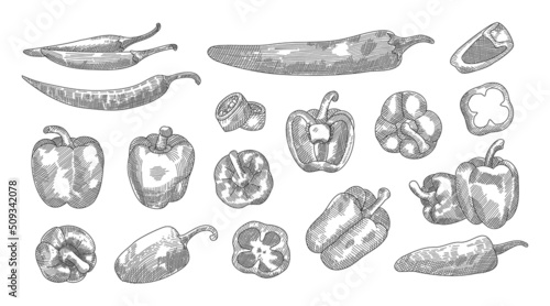 Set of pepper hand drawn sketch. Different peppers sketch illustration. Detailed pepper illustration in engraved style. Hand drawn design element.