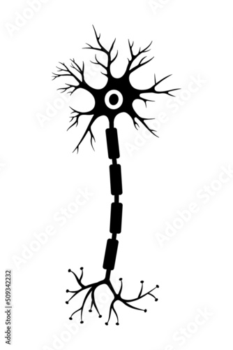 Brain neuron symbol. Human neuron cell sign. Synapses, myelin sheat, cell body, nucleus, axon and dendrites icon. Neurology illustration