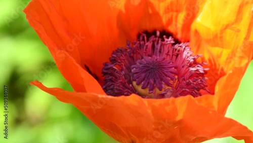 red turkey poppy flower with bee and bumble bee