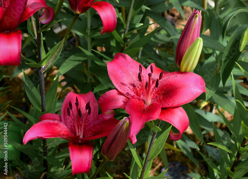 Lys November Rain  jardin du ruisseau de l   glise 2022  