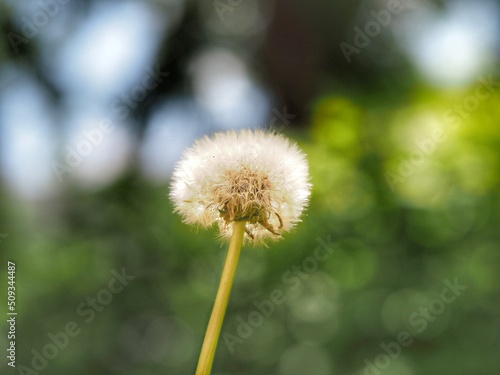 dandelion on green background