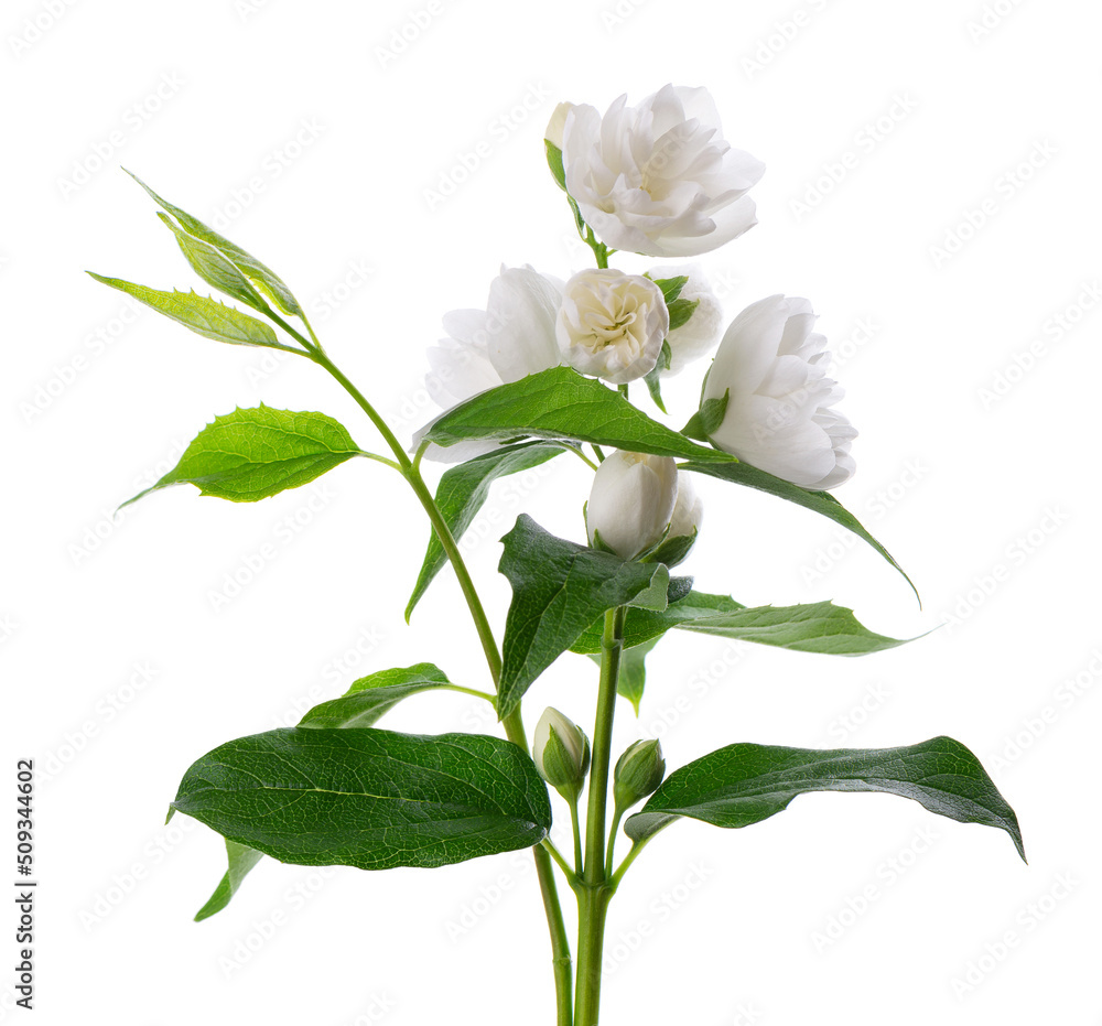 Jasmine flower, isolated on white background. Branch of white terry jasmine flowers. Jasmine flower, isolated on white background. Branch of white terry jasmine flowers.