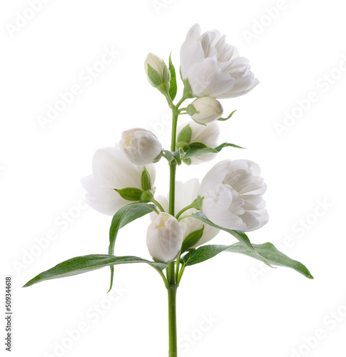 Jasmine flower, isolated on white background. Branch of white terry jasmine flowers.