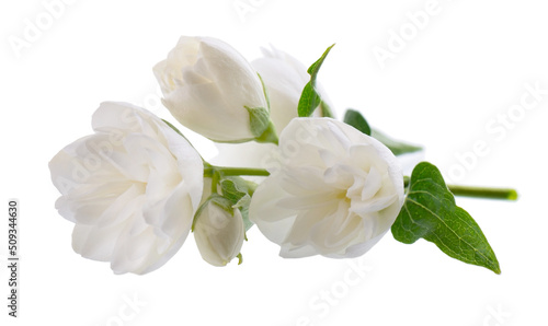 Jasmine flower, isolated on white background. White terry jasmine flowers. © vandycandy