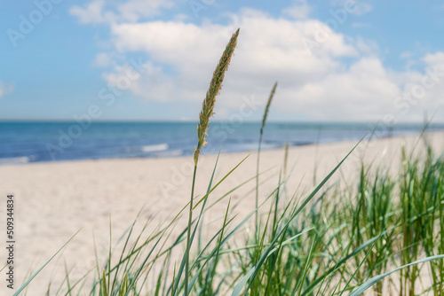 seaside background, beach grass against empty beach, ocean and blue sky