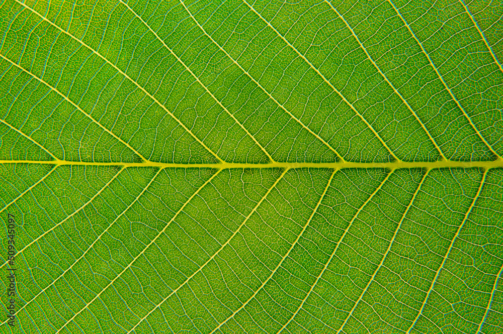 Close up of a green leaf. Macro Photography Close up of a green leaf. Macro Photography